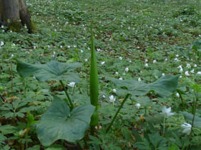 Anemone nemorosa